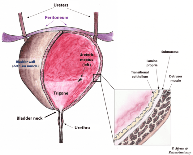 Figure: Detailed anatomy of the bladder showing the detrusor muscle, trigone, and rugae