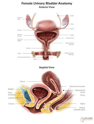 Figure 1: Female Urinary Bladder Anatomy — Detailed labeled illustration showing detrusor, trigone, and pelvic relations