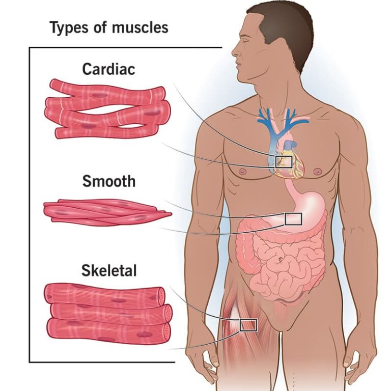 Functions and Types of muscles (Skeletal, Smooth, Cardiac)