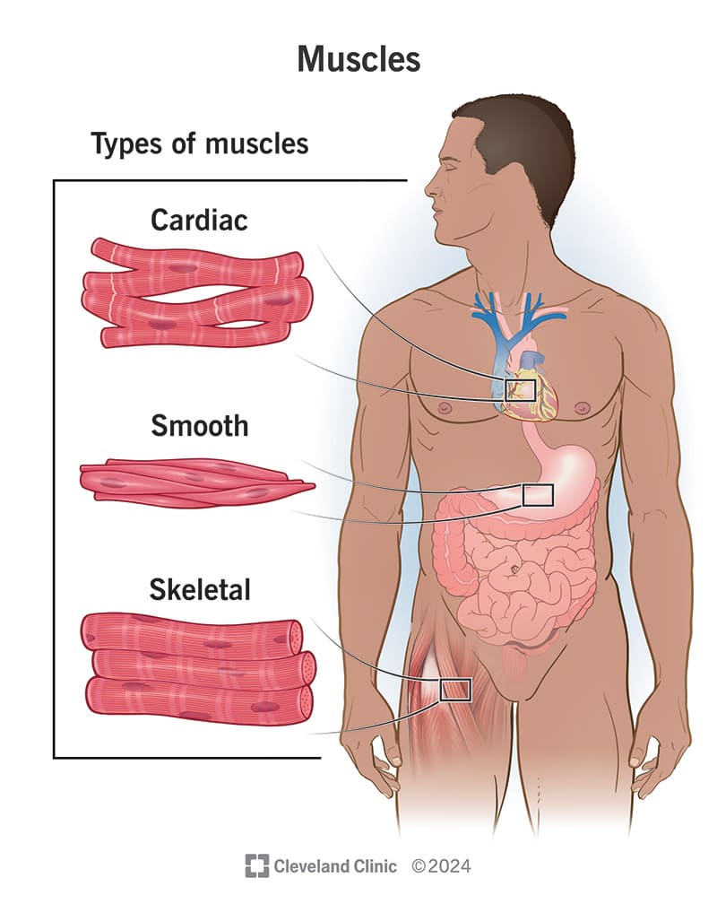 Functions and Types of muscles (Skeletal, Smooth, Cardiac)