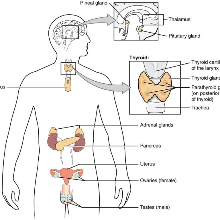 Glands