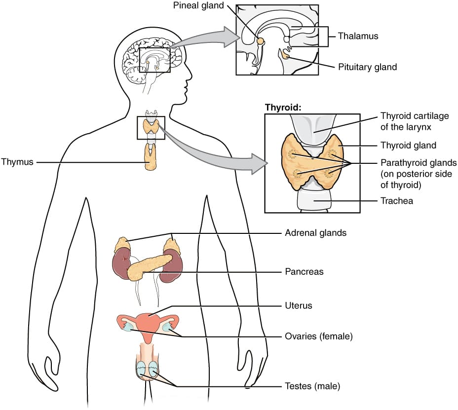 Glands