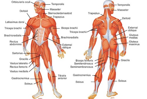 Groups of muscles, origin, insertion, and nerve supply