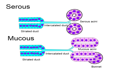 Figure 4: Histological comparison of serous and mucous acini showing demilunes and nuclear positioning
