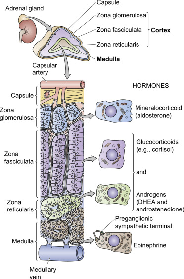 Figure 5: Histological layers of the adrenal gland: Capsule, Glomerulosa, Fasciculata, Reticularis, and Medulla