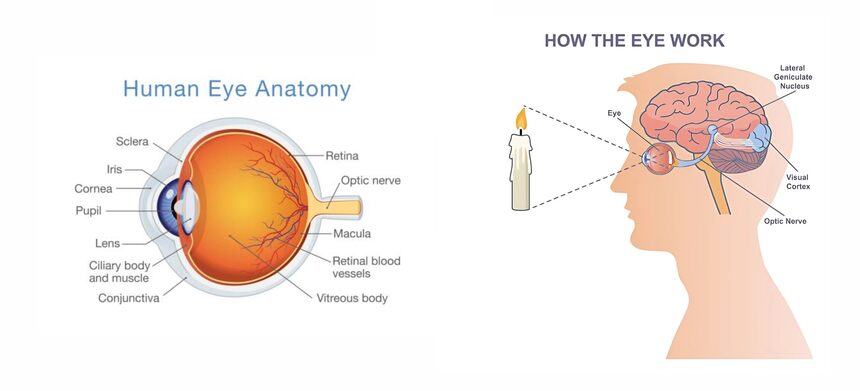 Figure 2.4: Human eye anatomy and the connection to the primary visual cortex