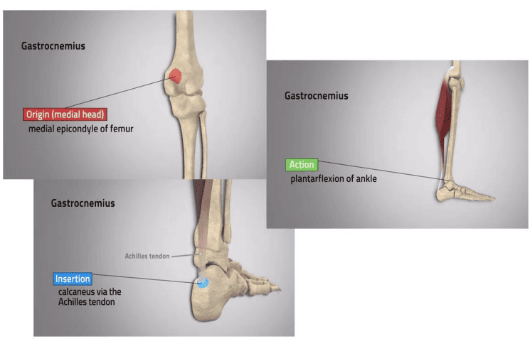 Figure 2: Illustration of muscle origin and insertion using the gastrocnemius