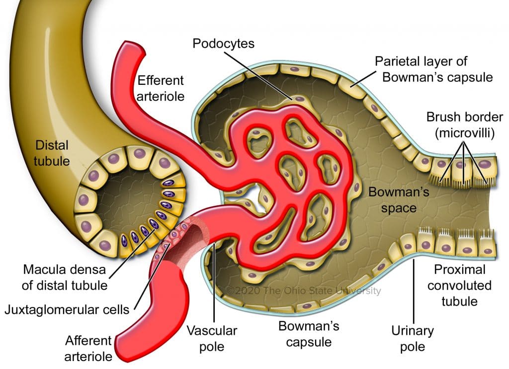 Figure 6: Juxtaglomerular Apparatus — showing macula densa, juxtaglomerular cells, and podocytes