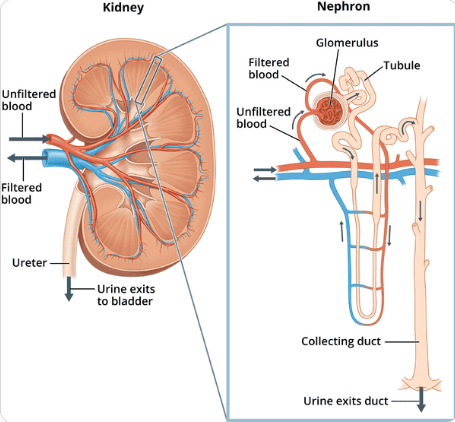 Figure 4: Kidney & Nephron Overview — showing blood flow, glomerulus, tubules, collecting duct, and ureter