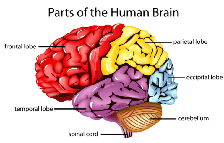 Figure 2.1: Lateral view of the human brain showing the major lobes (Frontal, Parietal, Temporal, Occipital), cerebellum, brainstem, and spinal cord.