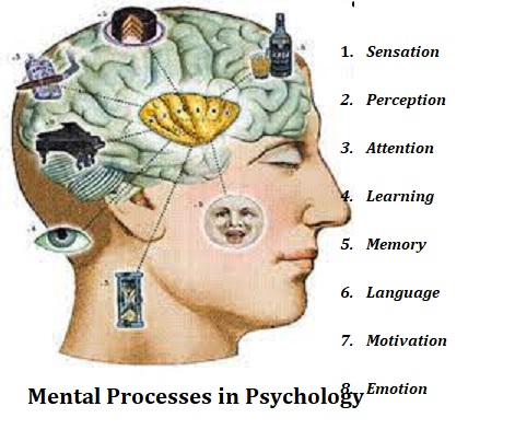 Figure 1.1: Major mental processes in psychology including sensation, perception, attention, learning, memory, language, motivation, and emotion.