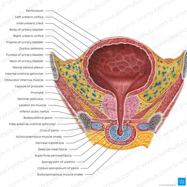 Figure 2: Male Urinary Bladder and Urethra — Coronal Cross-Section showing prostate, sphincters, and bulbourethral glands
