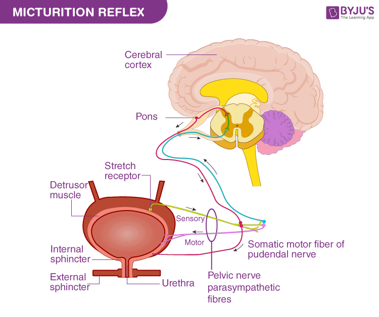 Figure 8: Micturition Reflex Diagram — Color-coded neural pathway showing CNS centers and peripheral nerves