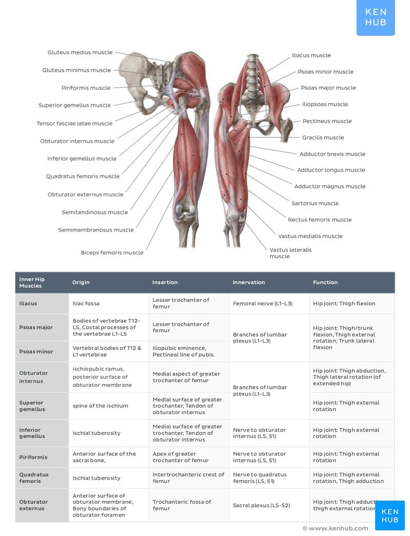 Figure 1: Muscle anatomy reference chart showing major muscles of the hip and thigh