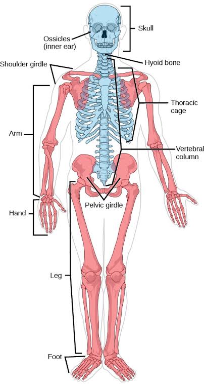 Figure: Overview of the Human Skeleton showing both Axial (red/central) and Appendicular (blue/limbs) divisions