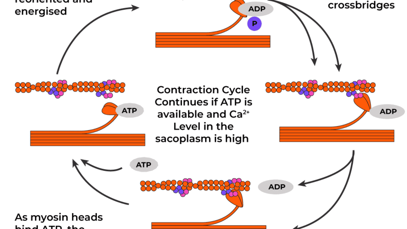 Physiology of muscle contraction