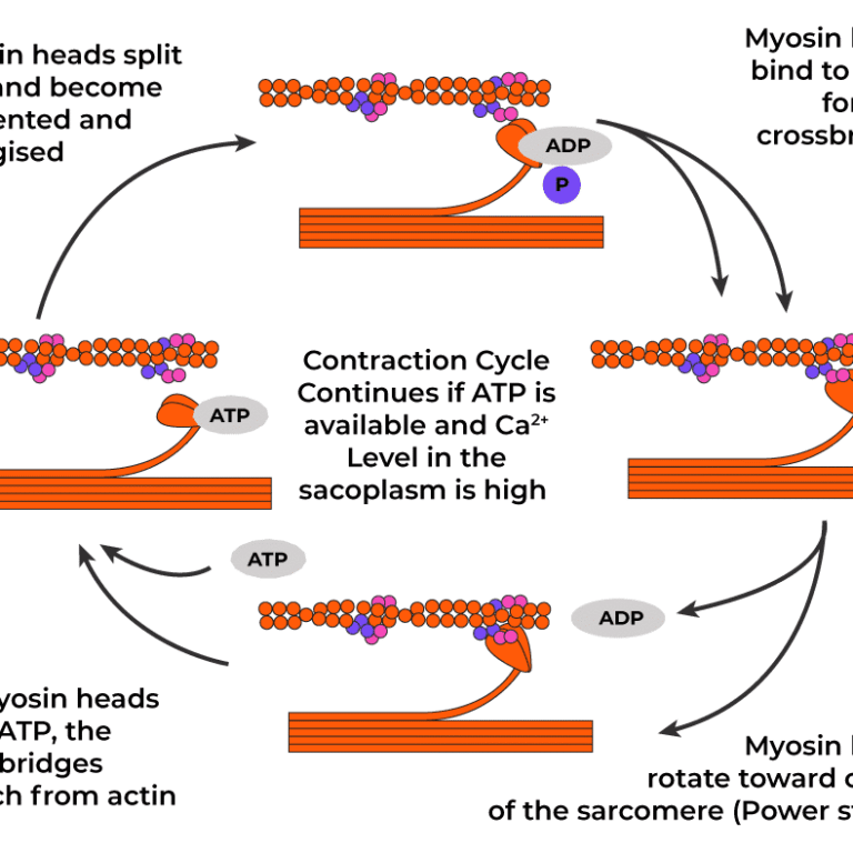 Physiology of muscle contraction