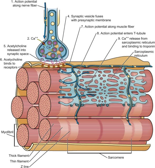 Physiology of muscle contraction