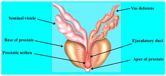 Figure 3: Prostate Gland Anatomy — Frontal Section showing ejaculatory ducts and sphincter mechanisms