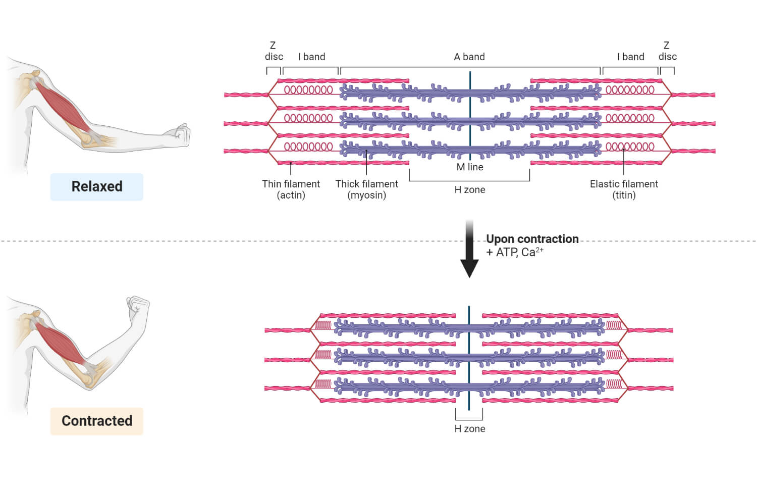 Figure 2: Sarcomere structure in relaxed and contracted states showing shortening of I band and H zone