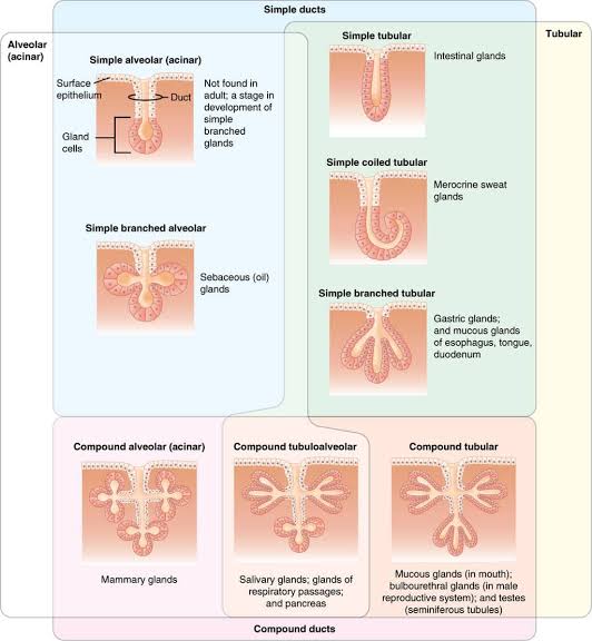 Figure 2: Structural classification of exocrine glands based on duct complexity and secretory unit shape