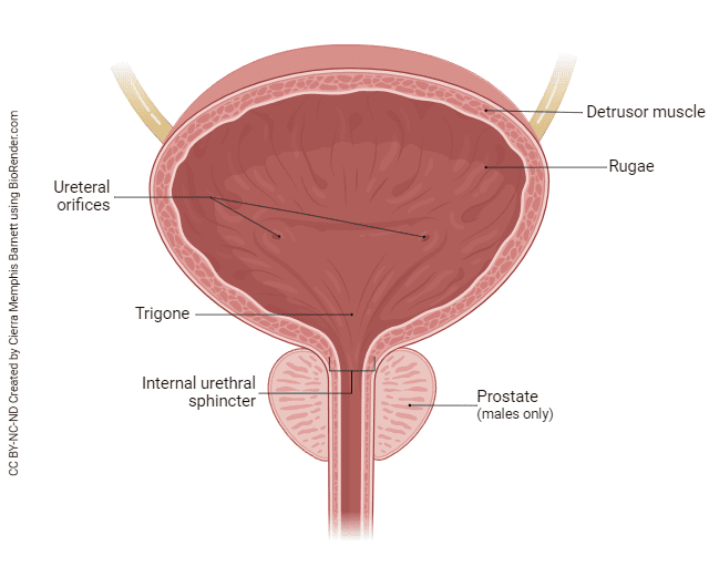 Structure and functions of the lower urinary tract (Bladder, Urethra)