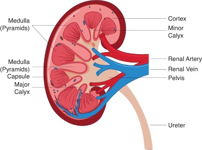 Structure and functions of the upper urinary tract (Kidneys, Ureters)