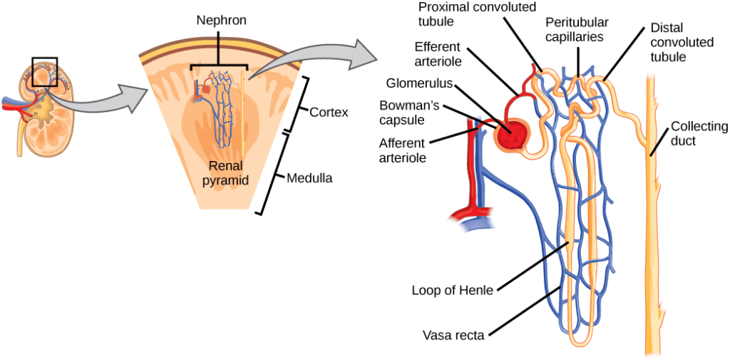 Figure 1: Structure of a nephron showing the renal corpuscle, proximal convoluted tubule (PCT), loop of Henle, distal convoluted tubule (DCT), and collecting duct.