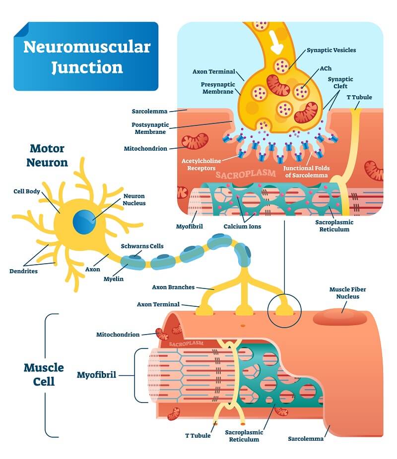 Figure 1: Structure of the NMJ showing motor neuron, vesicles, synaptic cleft, and motor end plate