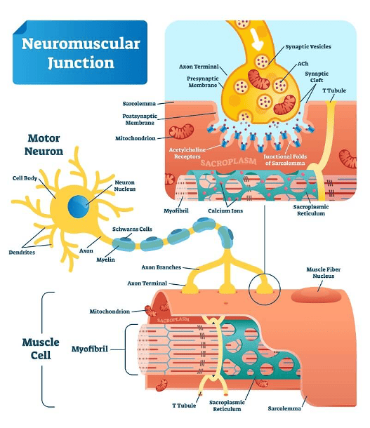 Figure 1: Structure of the neuromuscular junction showing the motor neuron, synaptic vesicles, and motor end plate