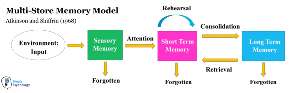 Figure 3.1: The Multi-Store Model of Memory showing Sensory, Short-term, and Long-term storage