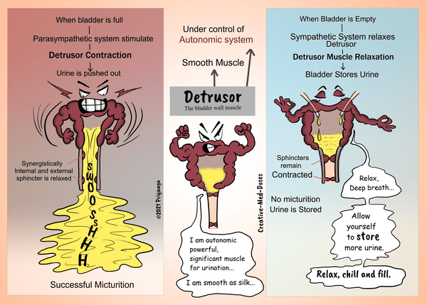 Figure 3: The Two Phases of Micturition — Side-by-side comparison of the Storage Phase (relaxed detrusor, closed sphincters) vs. the Voiding Phase (contracted detrusor, open sphincters)