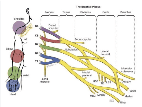 Figure 3. The brachial plexus showing roots, trunks, divisions, cords, and terminal branches