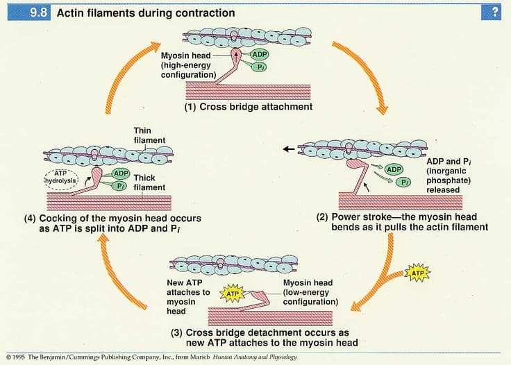 Figure 3: The cross-bridge cycle showing attachment, power stroke, ATP binding, and hydrolysis
