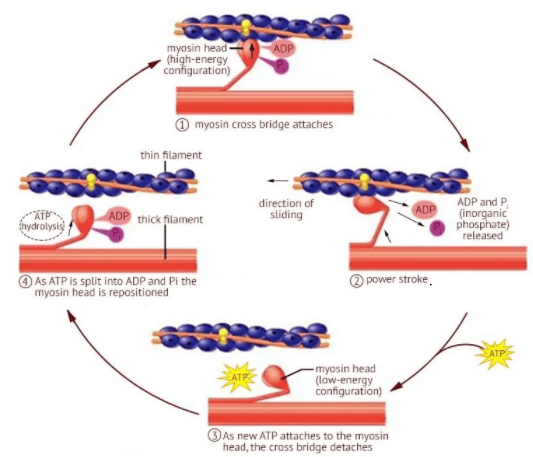 Figure 3: The cross-bridge cycle showing attachment, power stroke, detachment, and reactivation