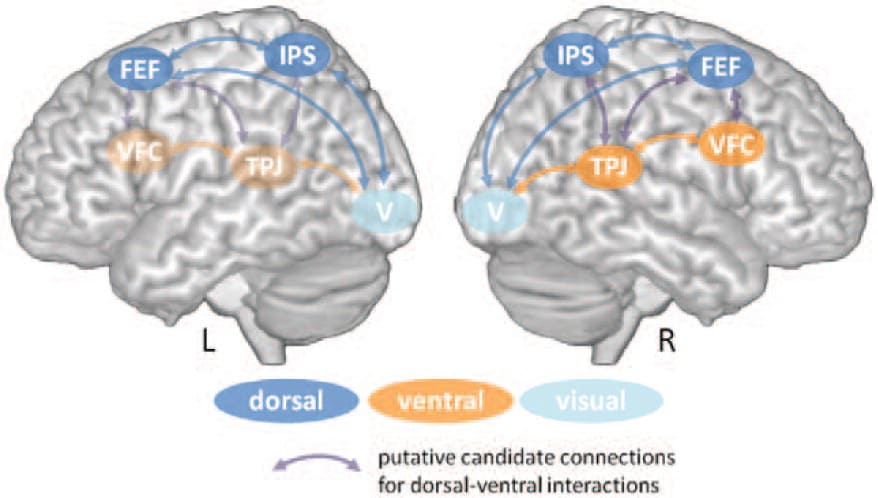 Figure 3.4: The dorsal and ventral attention networks in the human brain