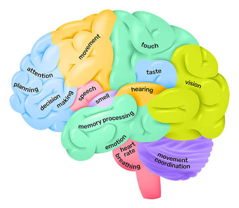Figure 1.3: The human brain showing major lobes and primary functions.