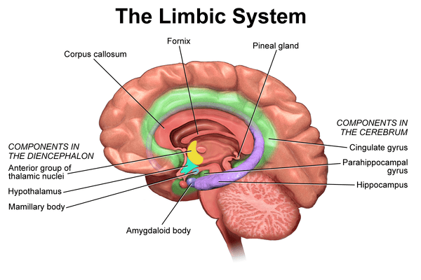 Figure 3.2: The limbic system and associated structures involved in memory and emotion