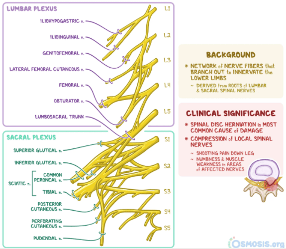 Figure 4. The lumbosacral plexus showing lumbar plexus (L1-L5) and sacral plexus (S1-S5) with major branches