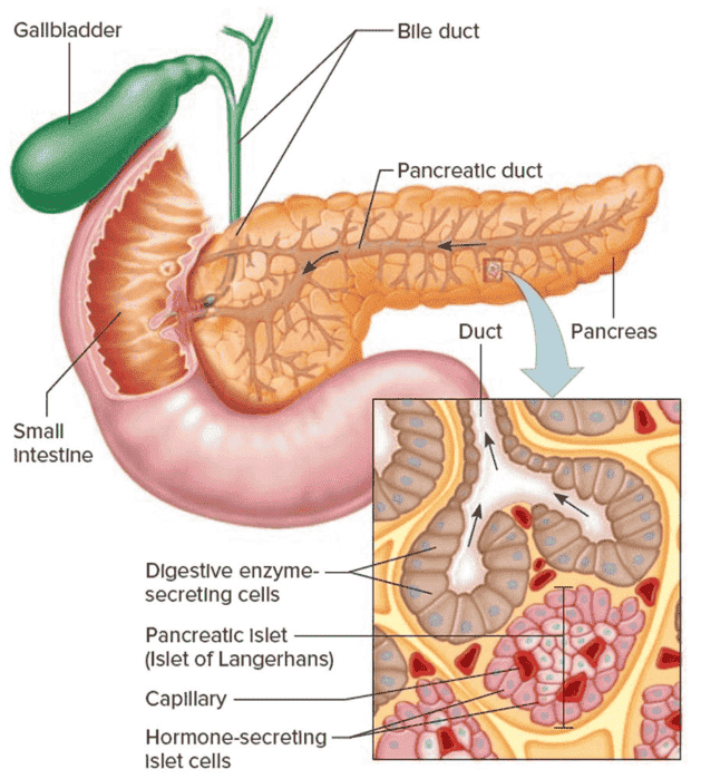 Figure 6: The pancreas as a mixed gland showing exocrine acini and endocrine islets