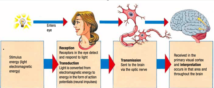 Figure 2.3: The process of sensation illustrated through the visual pathway