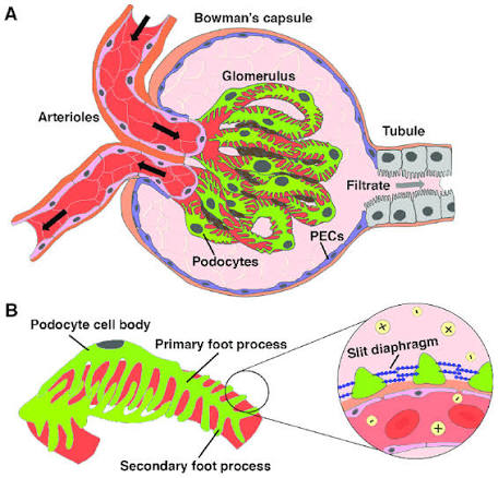 Figure 2: The renal corpuscle showing the glomerular capillaries, podocytes, Bowman's capsule, and juxtaglomerular apparatus.