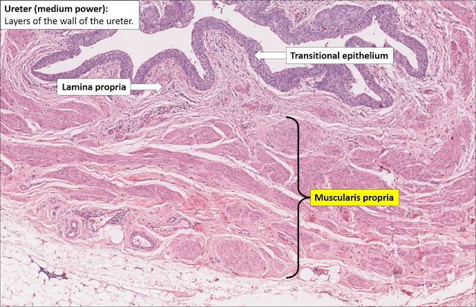 Figure 8: Ureter Wall (Medium Power) — detailed view of transitional epithelium and muscularis layers