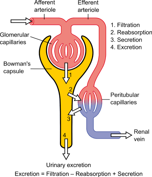 Urine formation