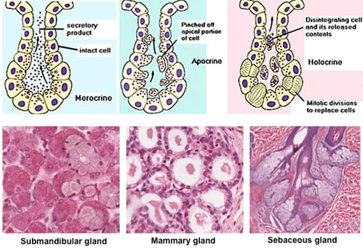 Figure 3: Visual representation of holocrine, merocrine, and apocrine secretion mechanisms