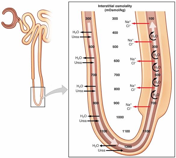 Figure 4: Countercurrent multiplication in the loop of Henle. The thick ascending limb actively pumps ions into the medullary interstitium.