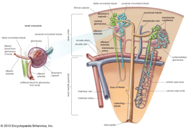 Figure 5: Detailed Nephron Structure — cortical vs. juxtamedullary nephrons, vasa recta, and tubule segments