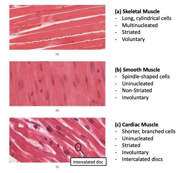 Figure 1: Histological comparison of Skeletal (cylindrical/peripheral nuclei), Cardiac (branched/intercalated discs), and Smooth (spindle-shaped/no striations) muscle