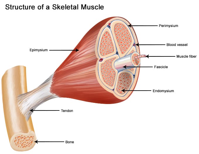Figure 1: Structure of a skeletal muscle showing hierarchical organization from epimysium to muscle fiber