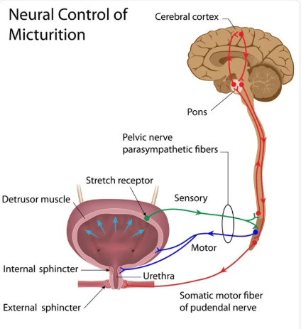 Figure 2: Neural Control of Micturition — Schematic illustrating afferent stretch signals to the sacral cord and PMC, and efferent motor responses